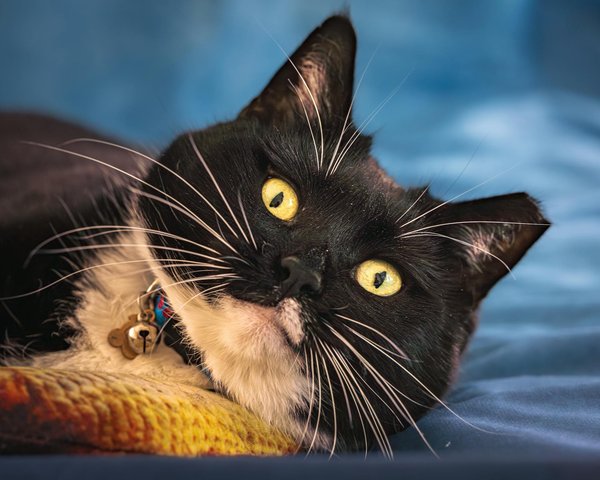 Welche Strategien unterstützen einen gesunden Lebensstil im Alltag?